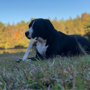 Meet your Posher, Dylan